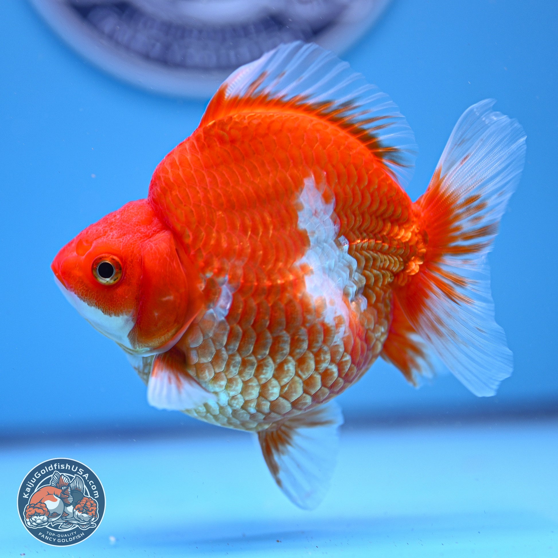 Red White Ryukin 3.75in Body (240816_RY01) - Kaiju Goldfish USA