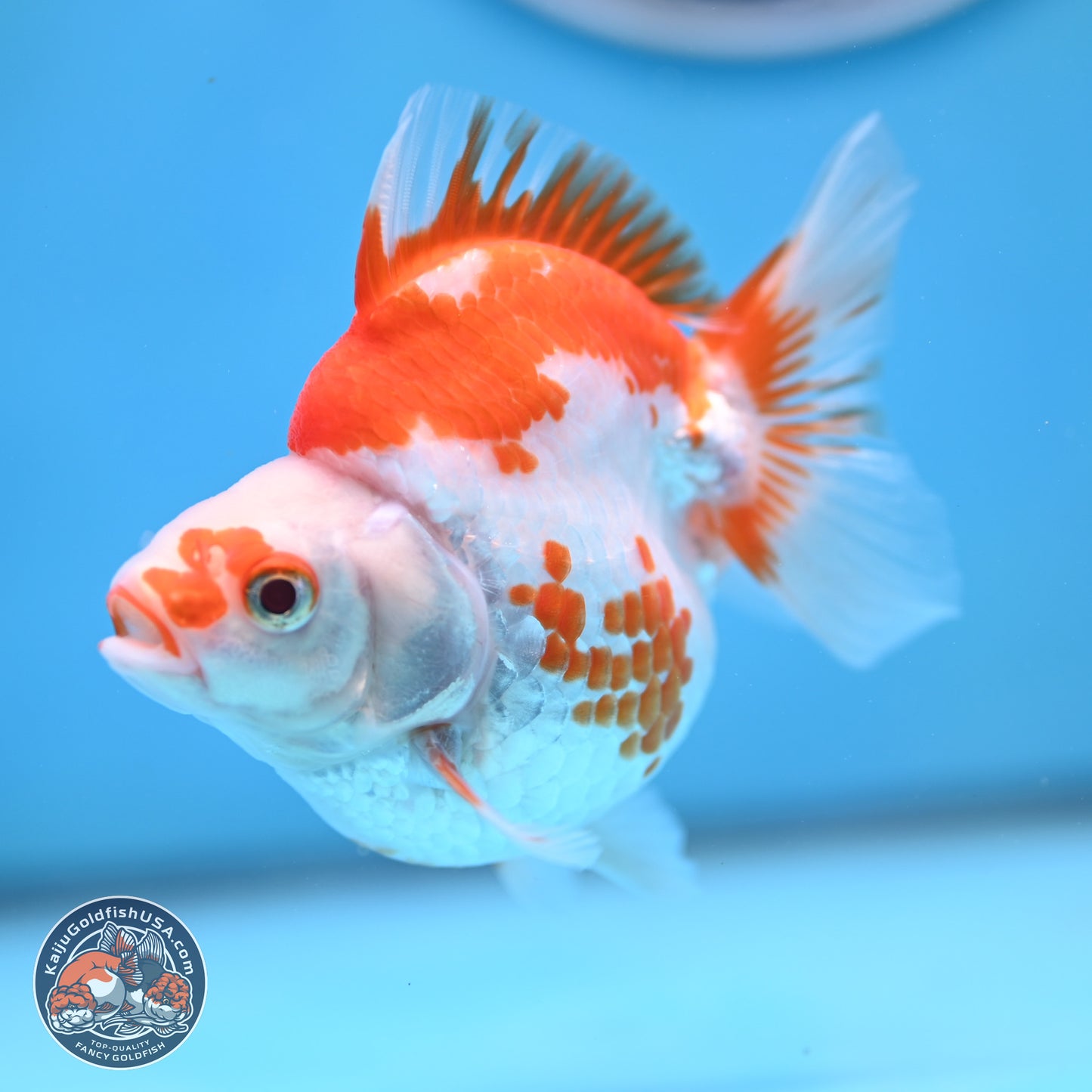 Red White Ryukin 3.5 inches (241025_RY01) - Kaiju Goldfish USA