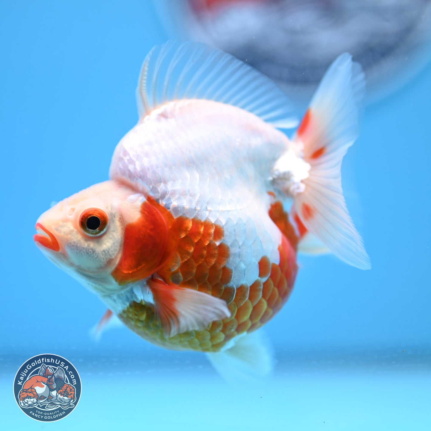 Red White Ryukin 3.5in Body (240823_RY01) - Kaiju Goldfish USA