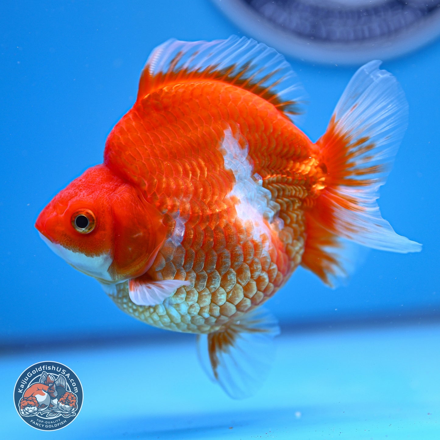 Red White Ryukin 3.75in Body (240816_RY01) - Kaiju Goldfish USA