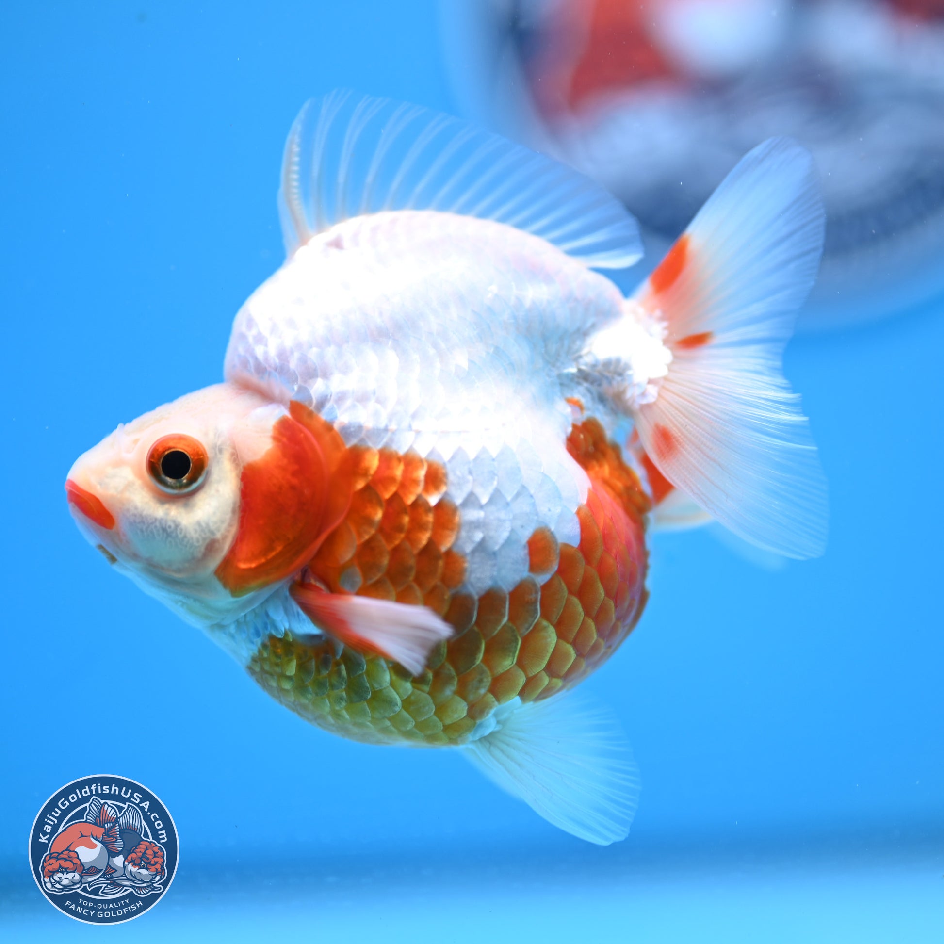 Red White Ryukin 3.5in Body (240823_RY01) - Kaiju Goldfish USA