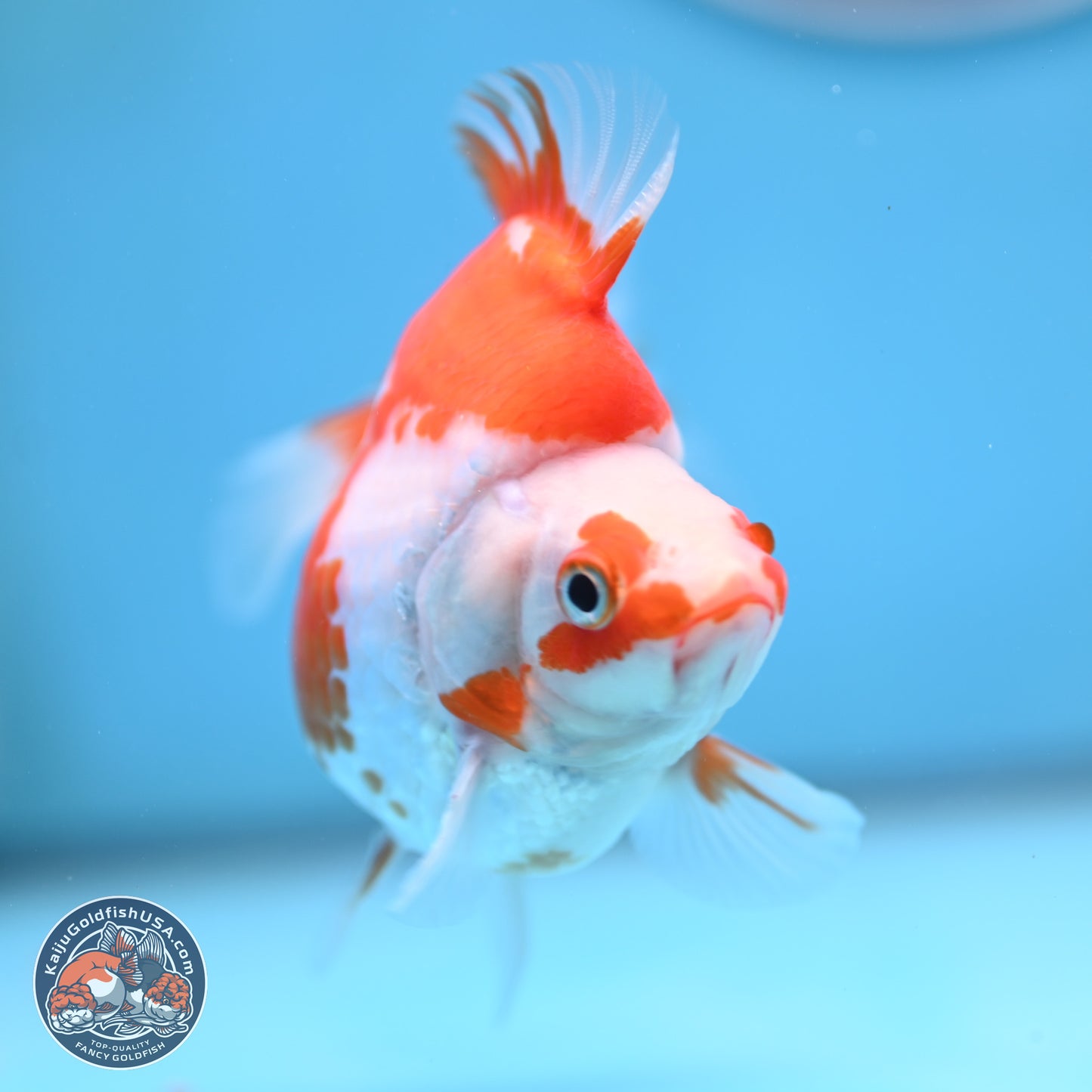 Red White Ryukin 3.5 inches (241025_RY01) - Kaiju Goldfish USA