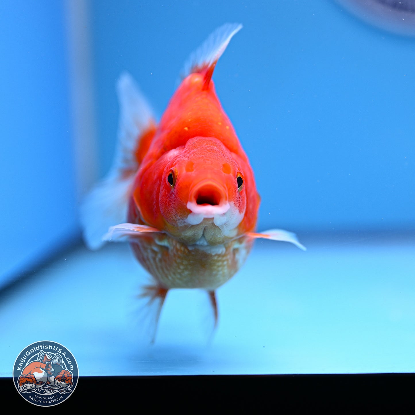 Red White Ryukin 3.75in Body (240816_RY01) - Kaiju Goldfish USA