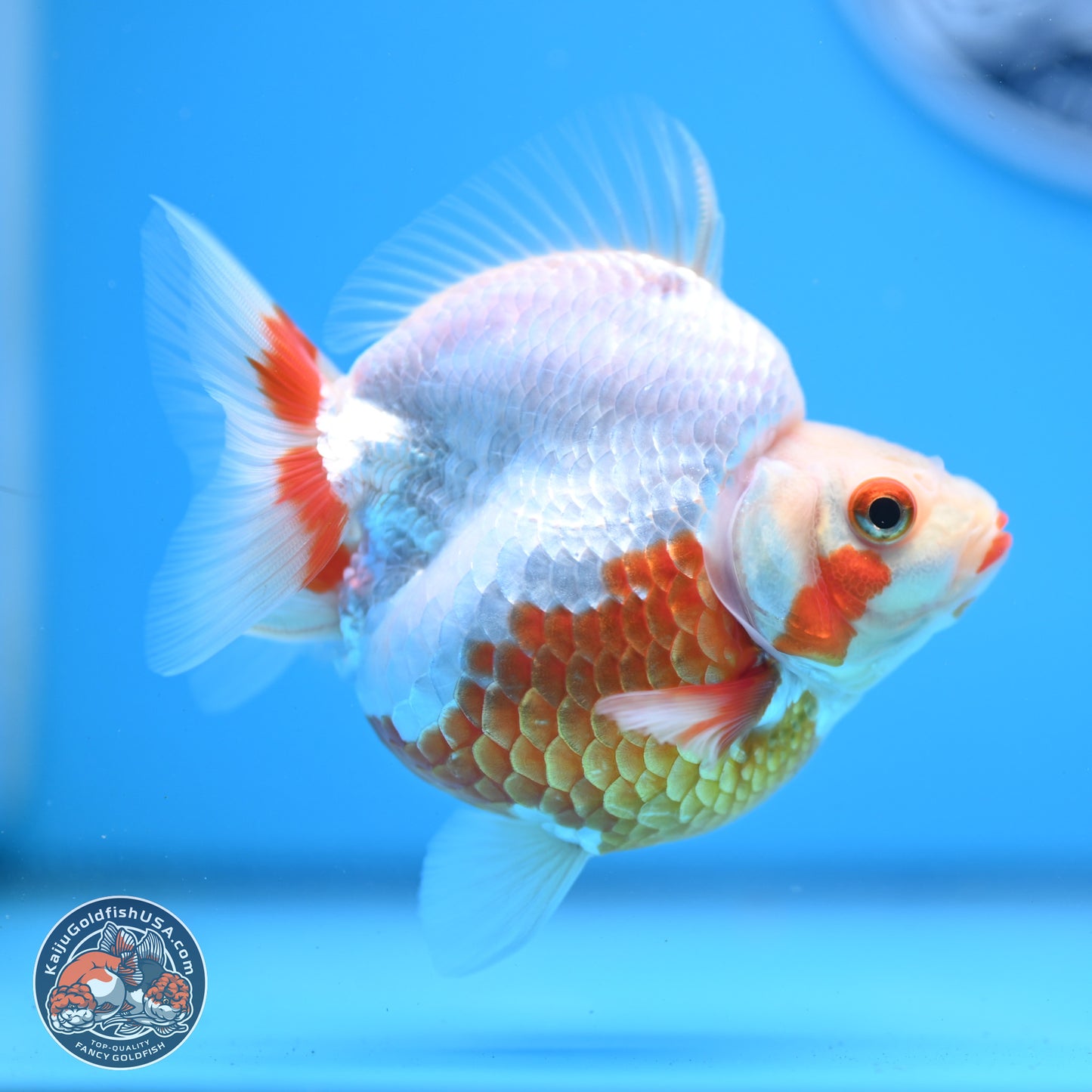 Red White Ryukin 3.5in Body (240823_RY01) - Kaiju Goldfish USA