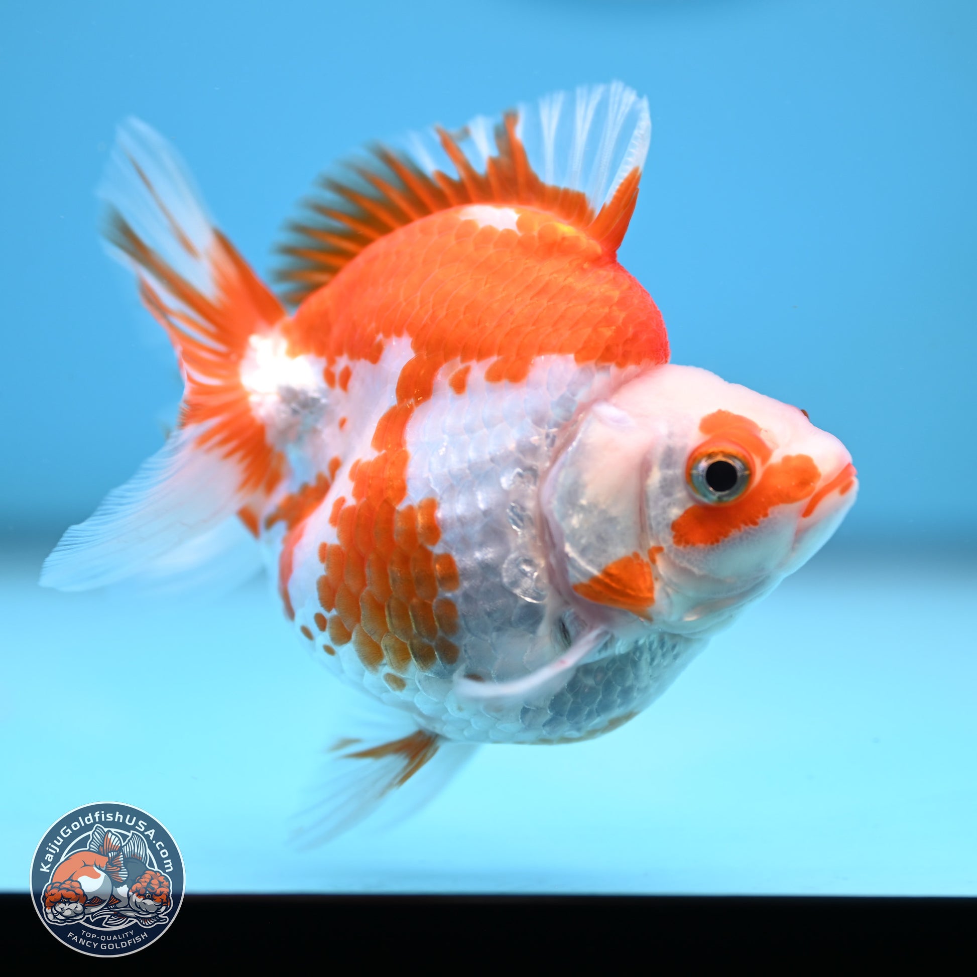 Red White Ryukin 3.5 inches (241025_RY01) - Kaiju Goldfish USA