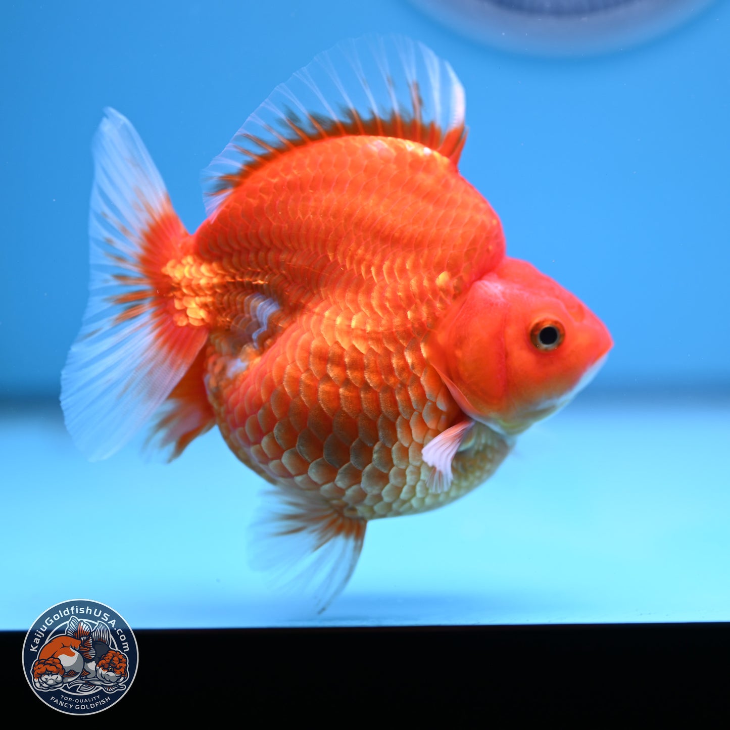 Red White Ryukin 3.75in Body (240816_RY01) - Kaiju Goldfish USA