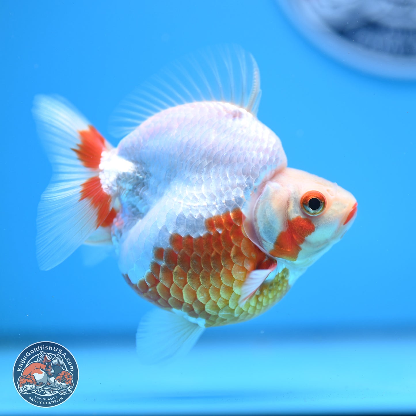 Red White Ryukin 3.5in Body (240823_RY01) - Kaiju Goldfish USA