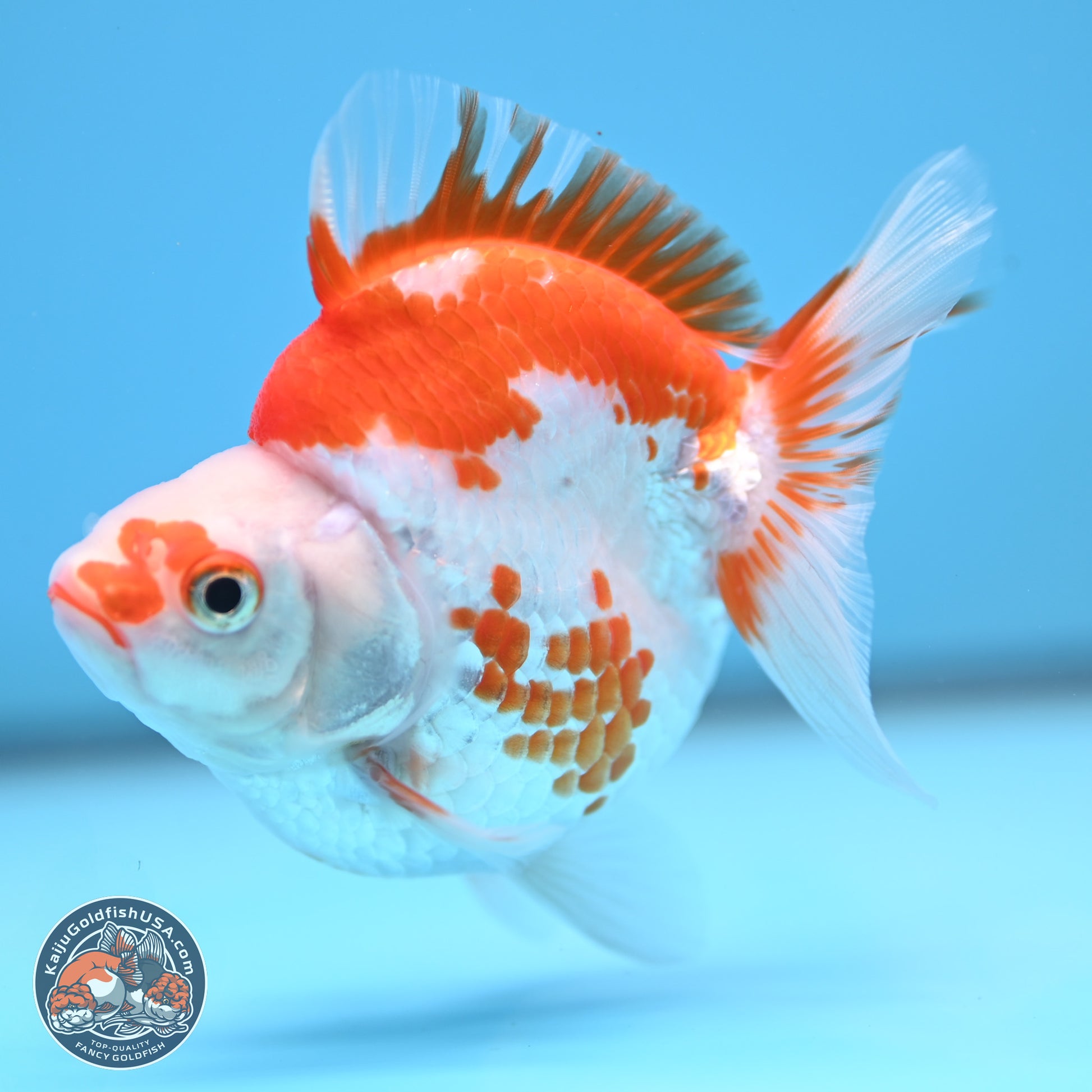 Red White Ryukin 3.5 inches (241025_RY01) - Kaiju Goldfish USA