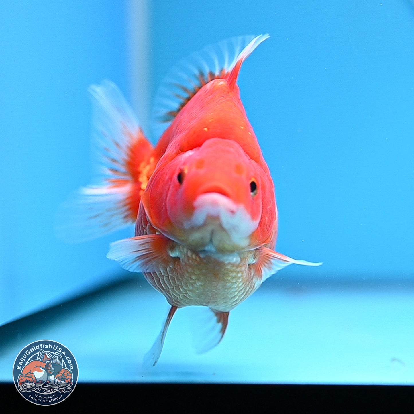 Red White Ryukin 3.75in Body (240816_RY01) - Kaiju Goldfish USA