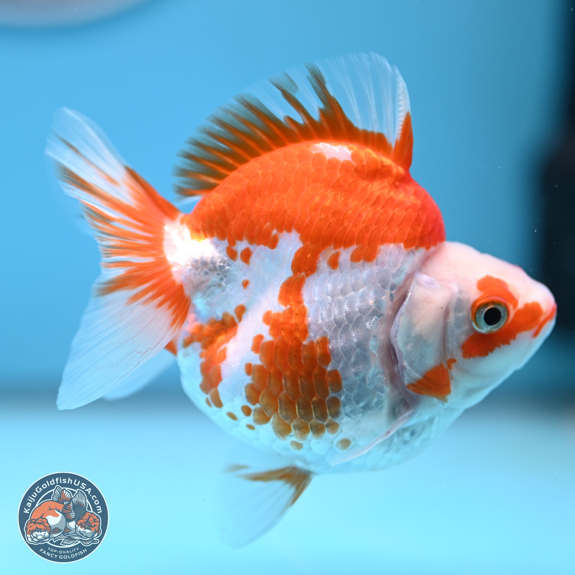 Red White Ryukin 3.5 inches (241025_RY01) - Kaiju Goldfish USA