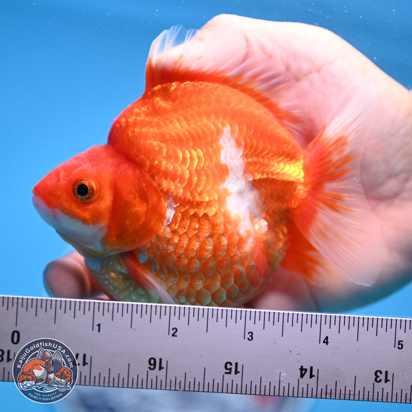 Red White Ryukin 3.75in Body (240816_RY01) - Kaiju Goldfish USA