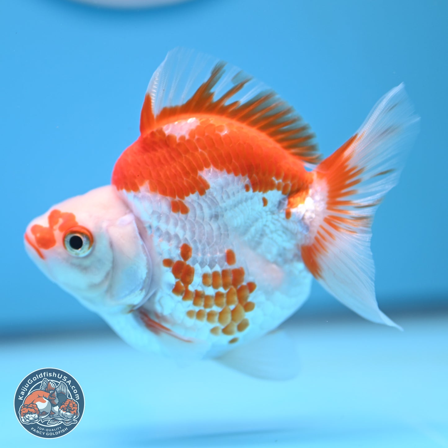 Red White Ryukin 3.5 inches (241025_RY01) - Kaiju Goldfish USA