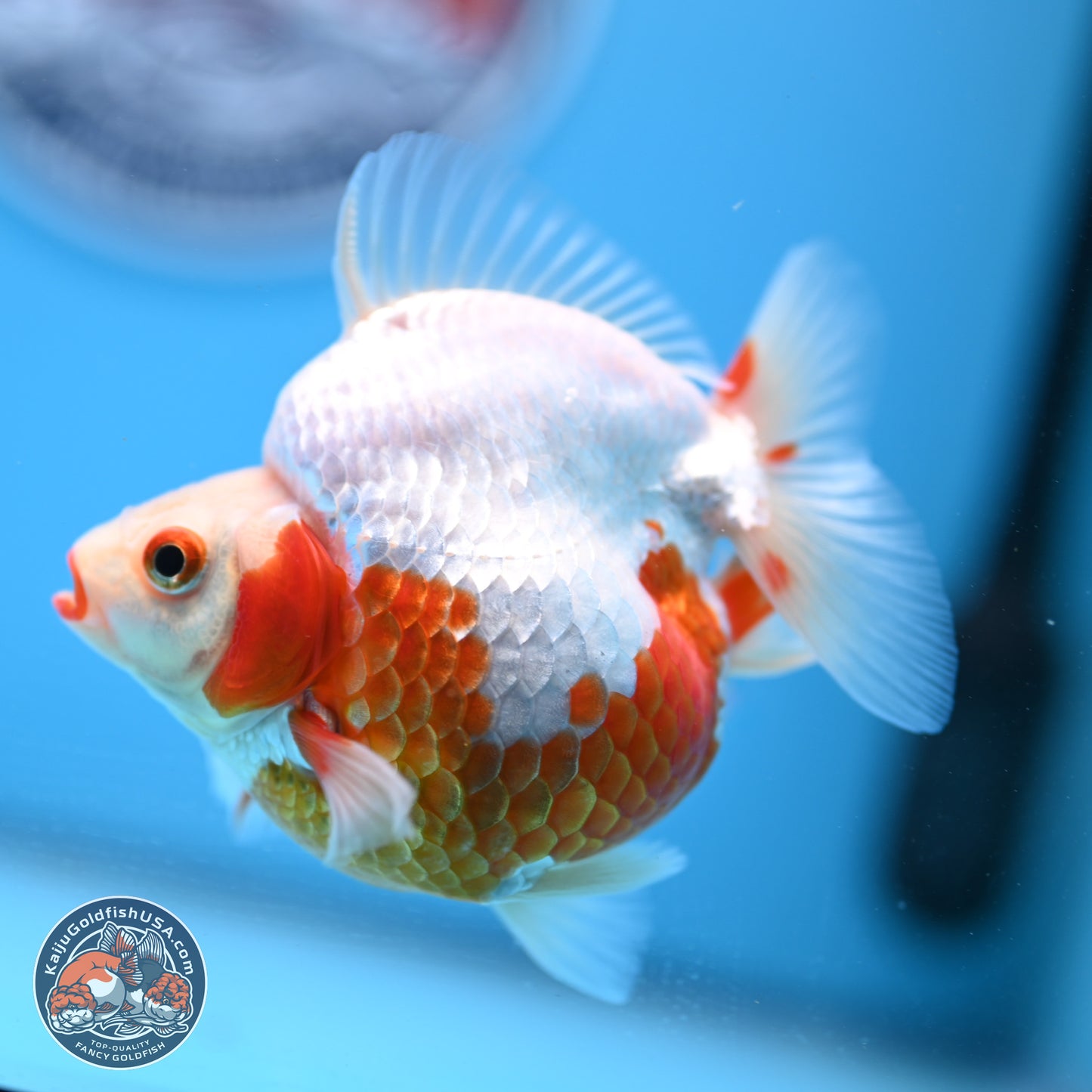 Red White Ryukin 3.5in Body (240823_RY01) - Kaiju Goldfish USA