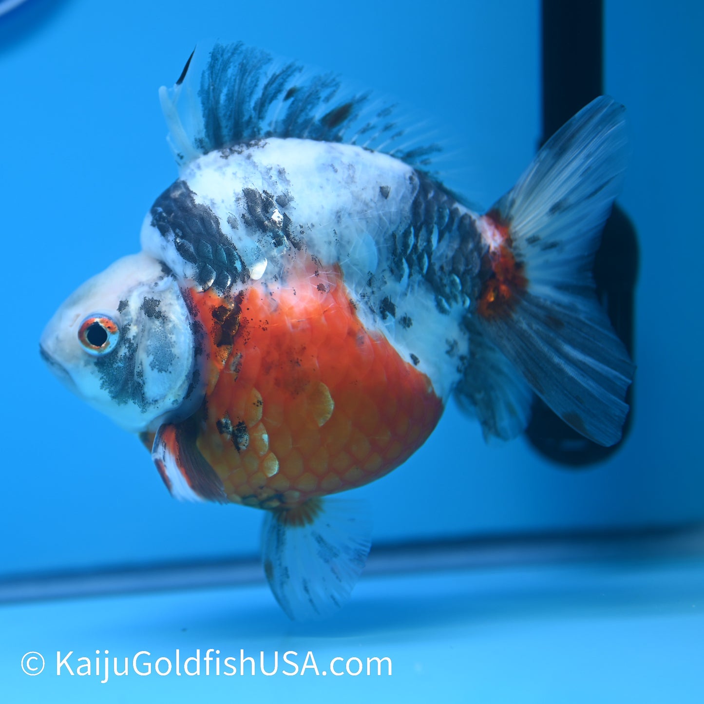 Jumbo Calico Ryukin 5.5-6 inches (240301_RY01) - Kaiju Goldfish USA