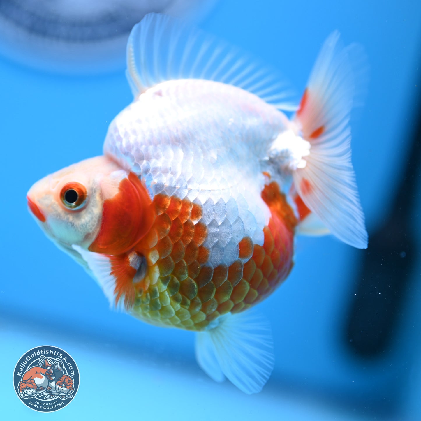 Red White Ryukin 3.5in Body (240823_RY01) - Kaiju Goldfish USA