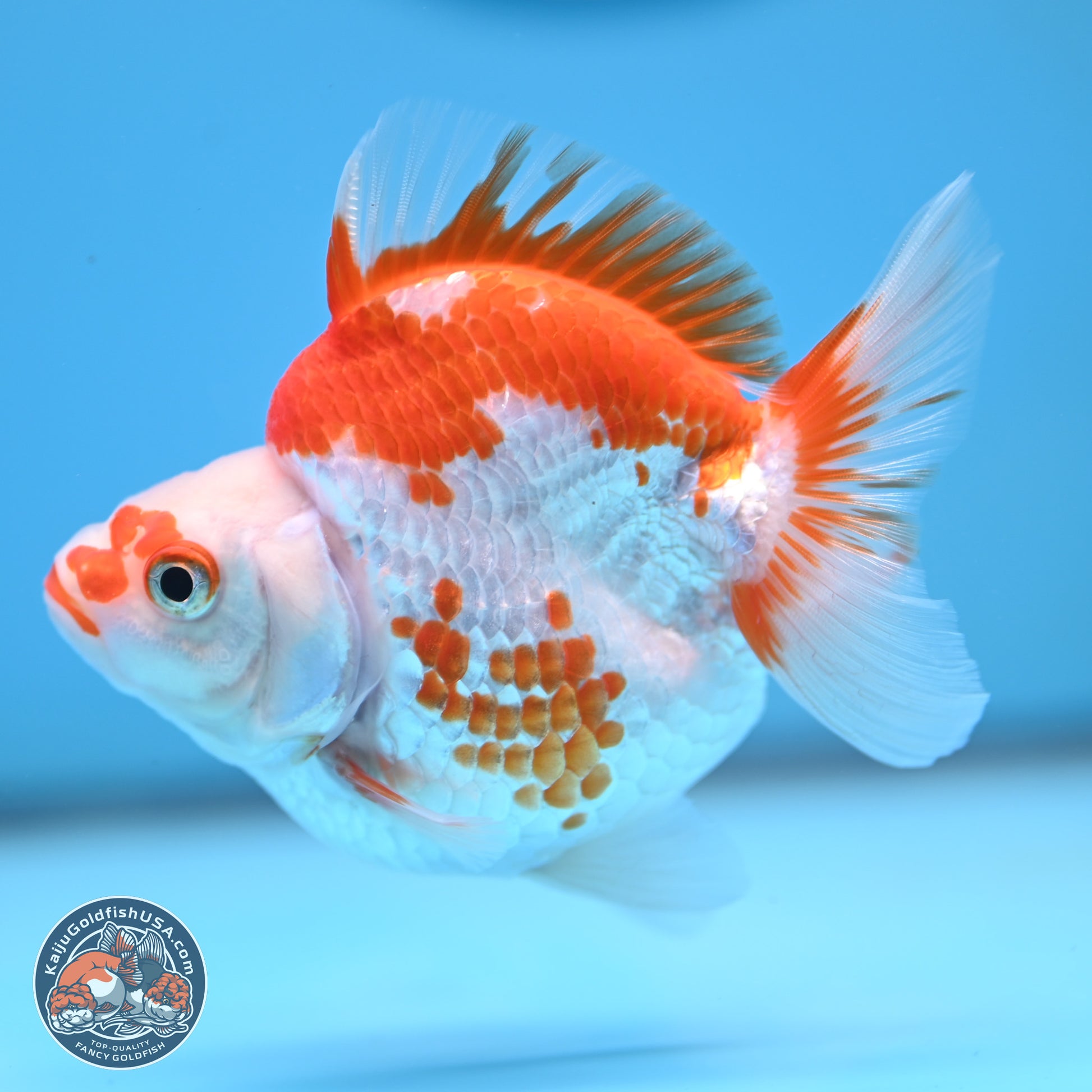 Red White Ryukin 3.5 inches (241025_RY01) - Kaiju Goldfish USA