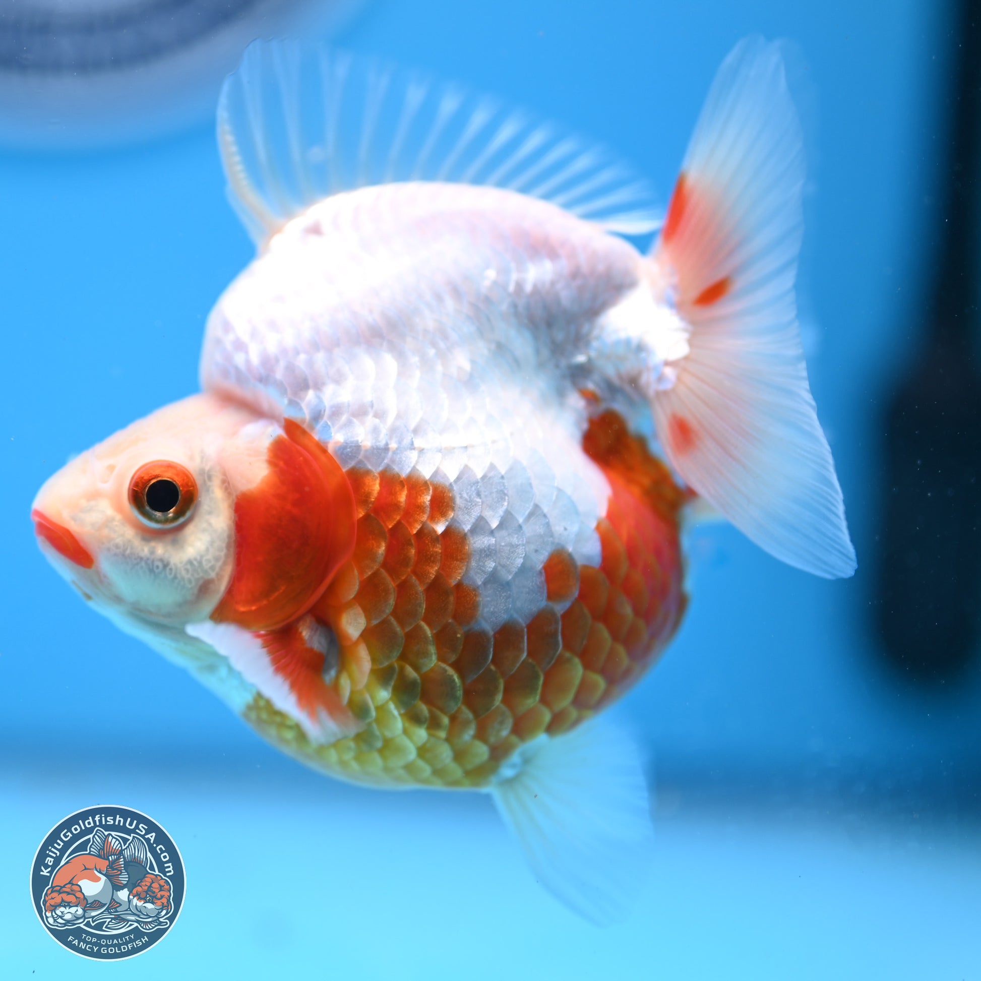 Red White Ryukin 3.5in Body (240823_RY01) - Kaiju Goldfish USA