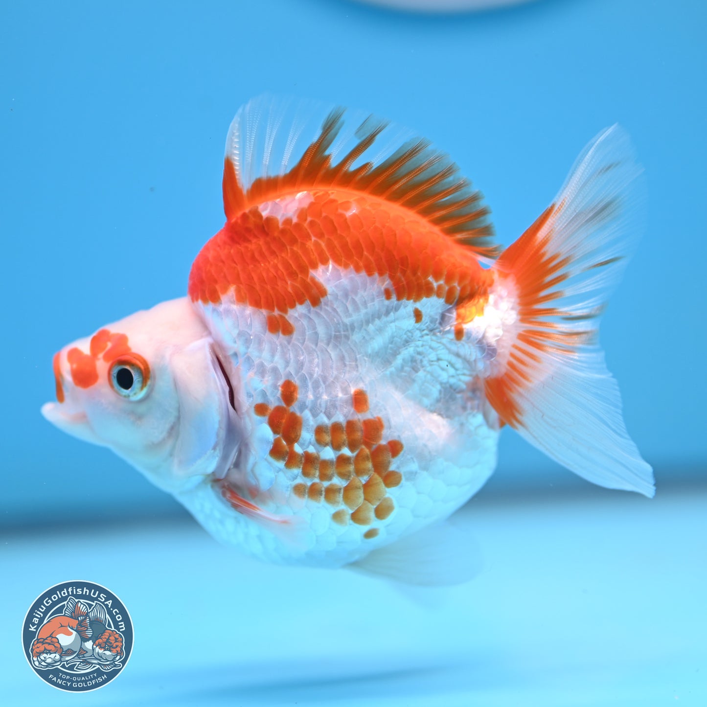 Red White Ryukin 3.5 inches (241025_RY01) - Kaiju Goldfish USA