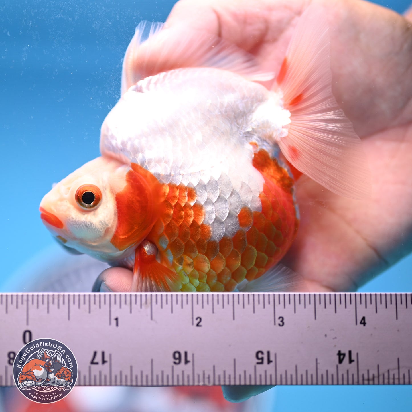 Red White Ryukin 3.5in Body (240823_RY01) - Kaiju Goldfish USA