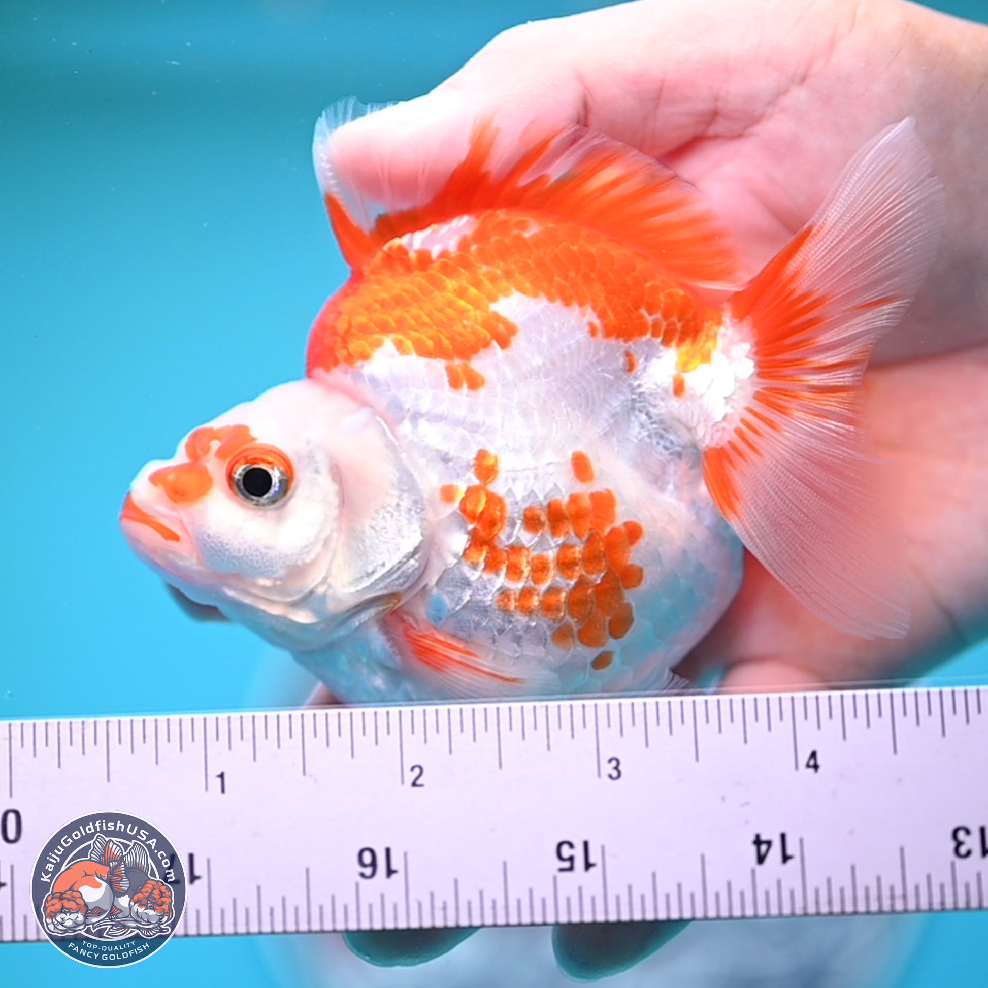 Red White Ryukin 3.5 inches (241025_RY01) - Kaiju Goldfish USA