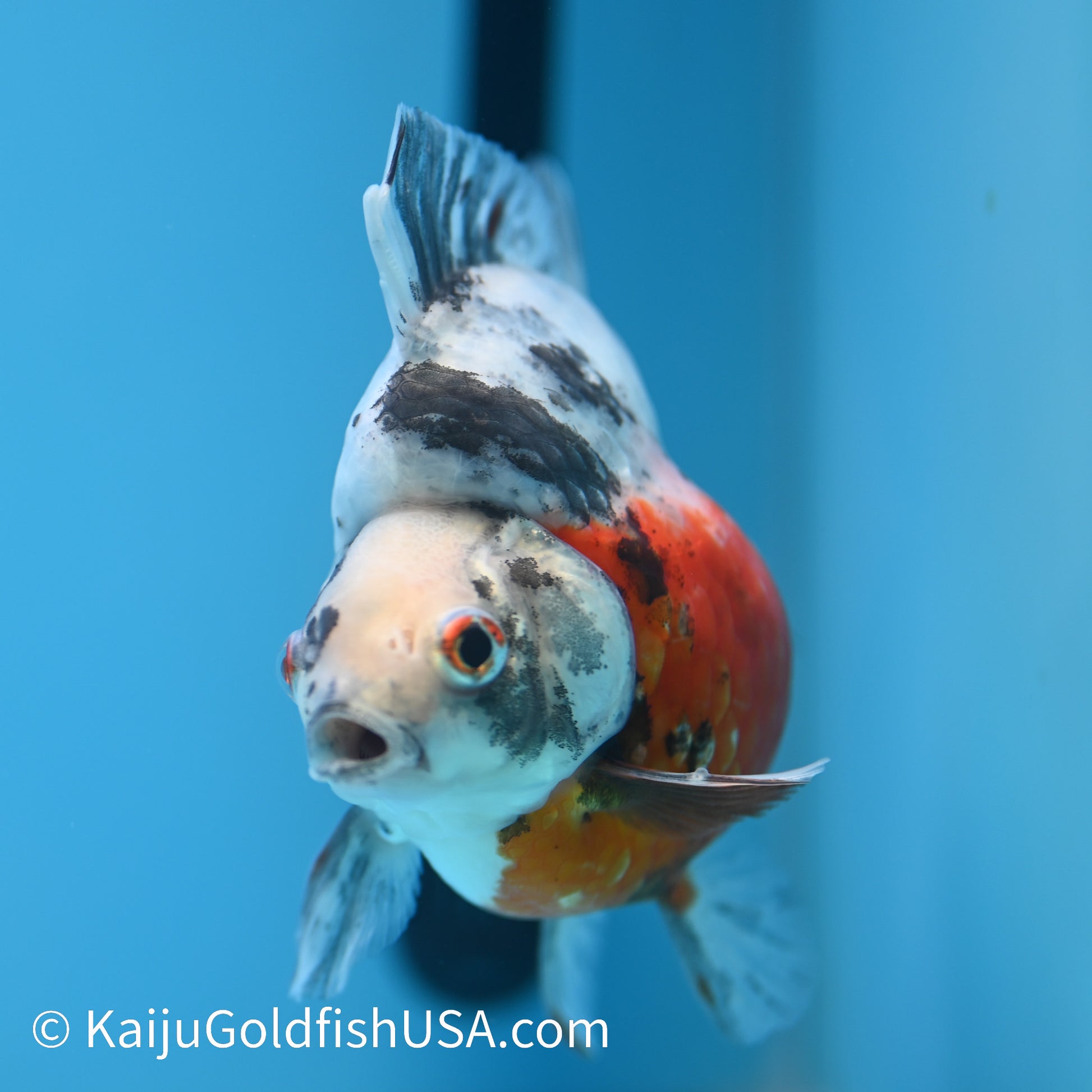 Jumbo Calico Ryukin 5.5-6 inches (240301_RY01) - Kaiju Goldfish USA