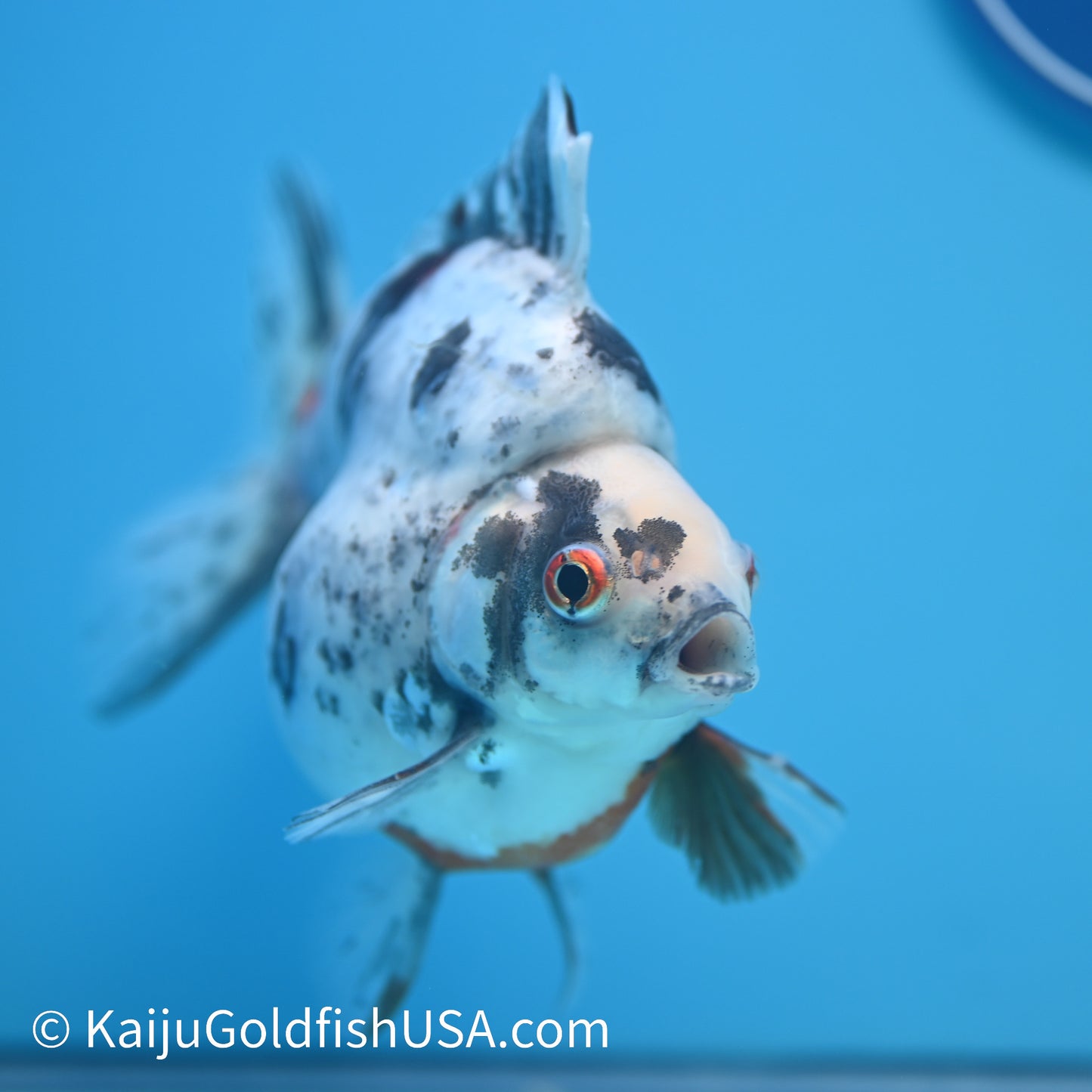 Jumbo Calico Ryukin 5.5-6 inches (240301_RY01) - Kaiju Goldfish USA