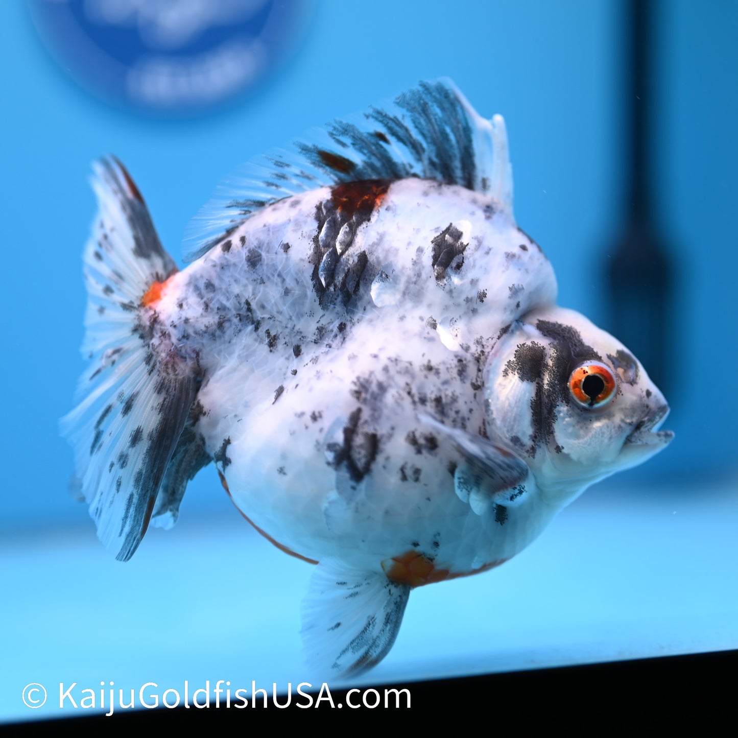 Jumbo Calico Ryukin 5.5-6 inches (240301_RY01) - Kaiju Goldfish USA