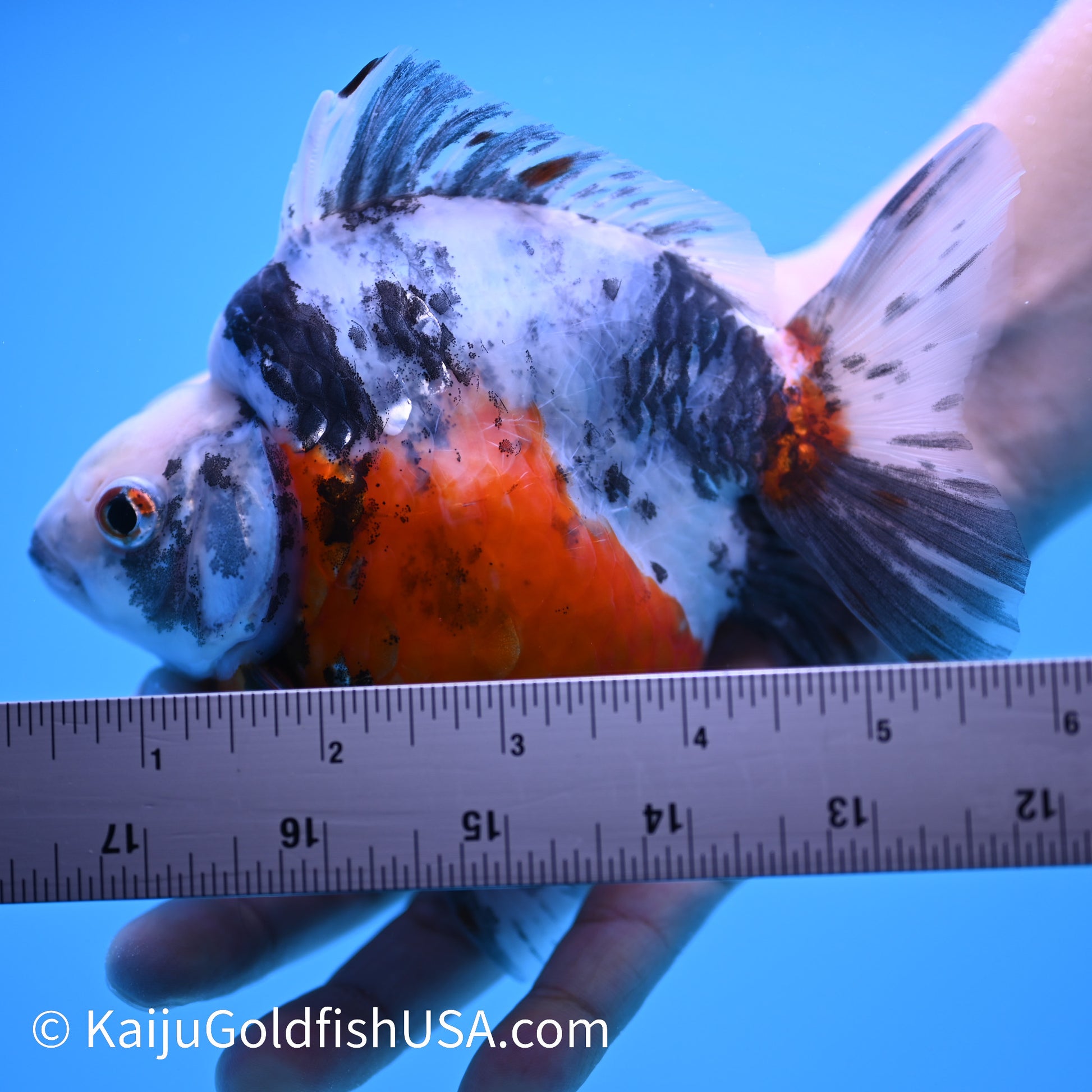 Jumbo Calico Ryukin 5.5-6 inches (240301_RY01) - Kaiju Goldfish USA