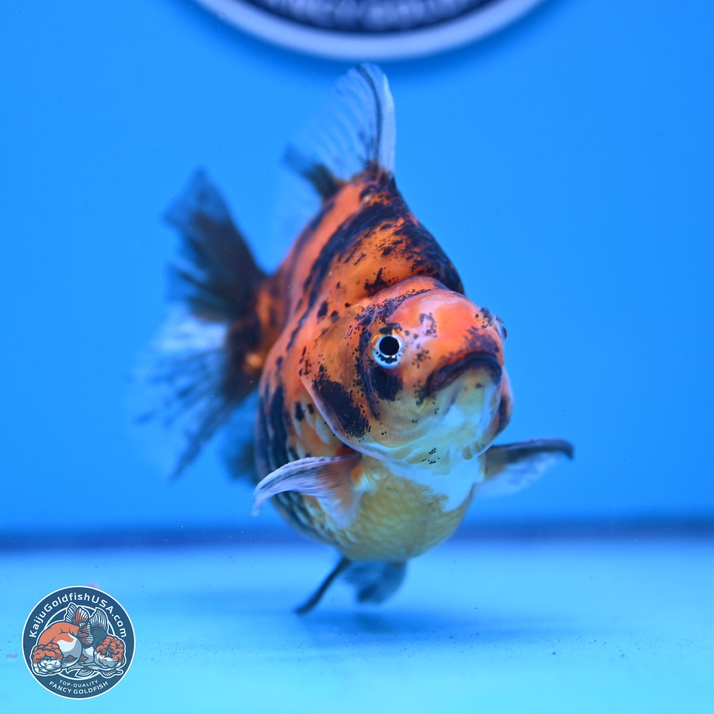 Tiger Ryukin 4-4.5 inches (240927_RY01) - Kaiju Goldfish USA