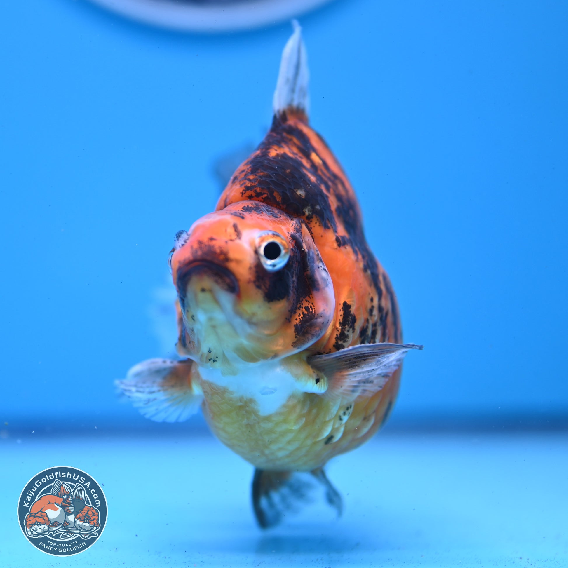 Tiger Ryukin 4-4.5 inches (240927_RY01) - Kaiju Goldfish USA