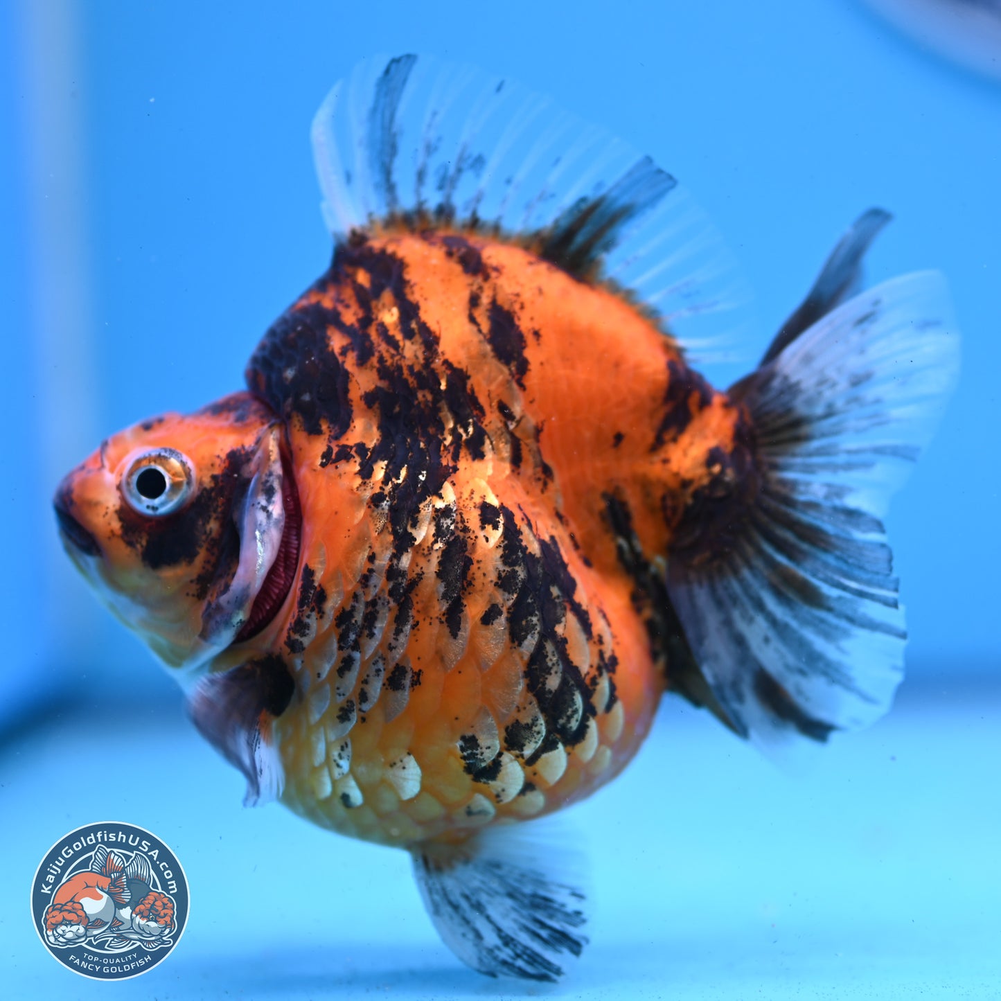 Tiger Ryukin 4-4.5 inches (240927_RY01) - Kaiju Goldfish USA