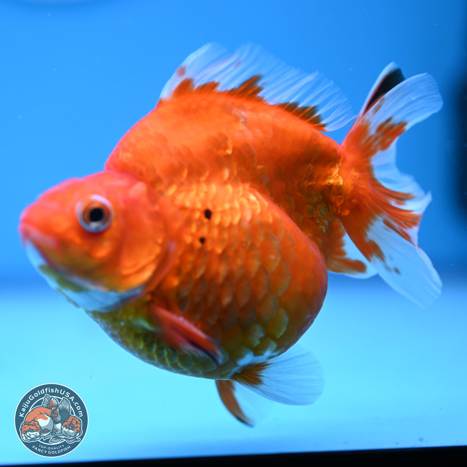 Gold Coin Ryukin 4-4.5 inches (240920_RY01) - Kaiju Goldfish USA