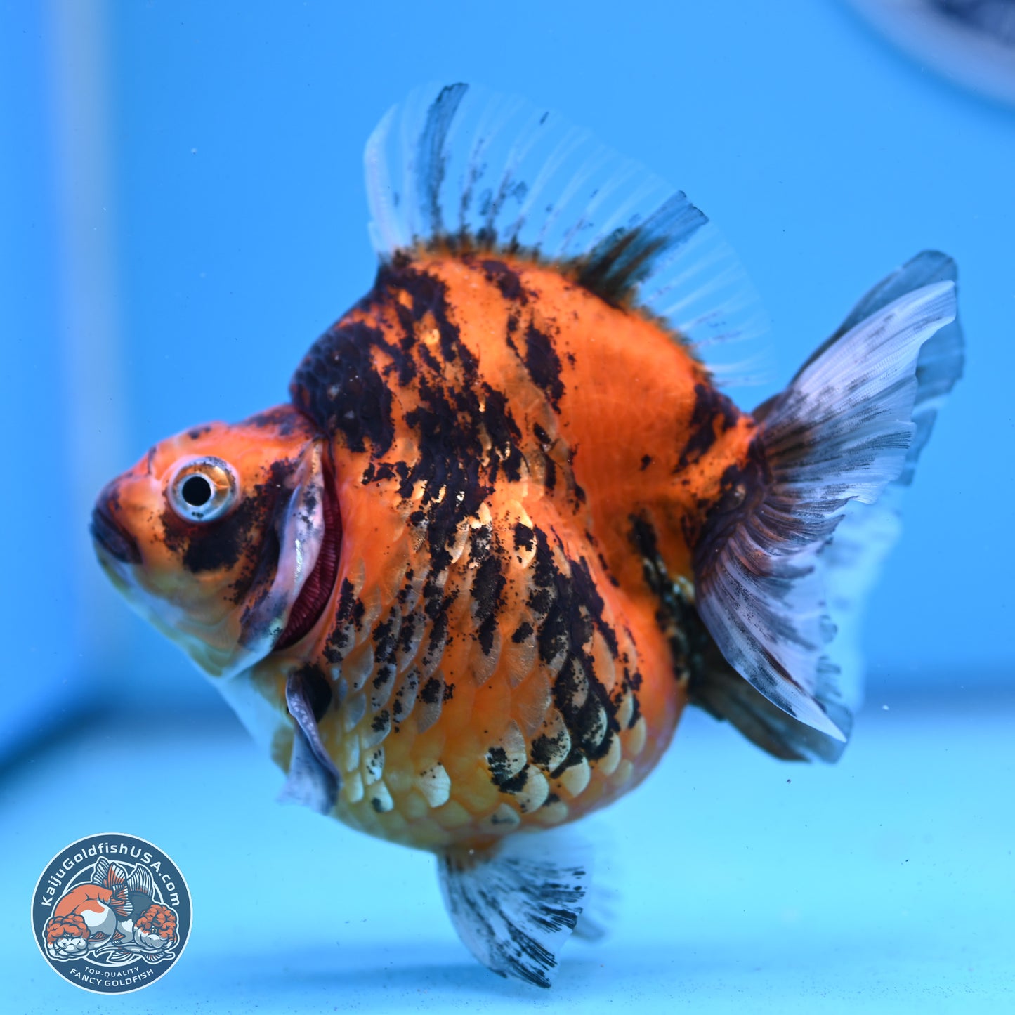 Tiger Ryukin 4-4.5 inches (240927_RY01) - Kaiju Goldfish USA