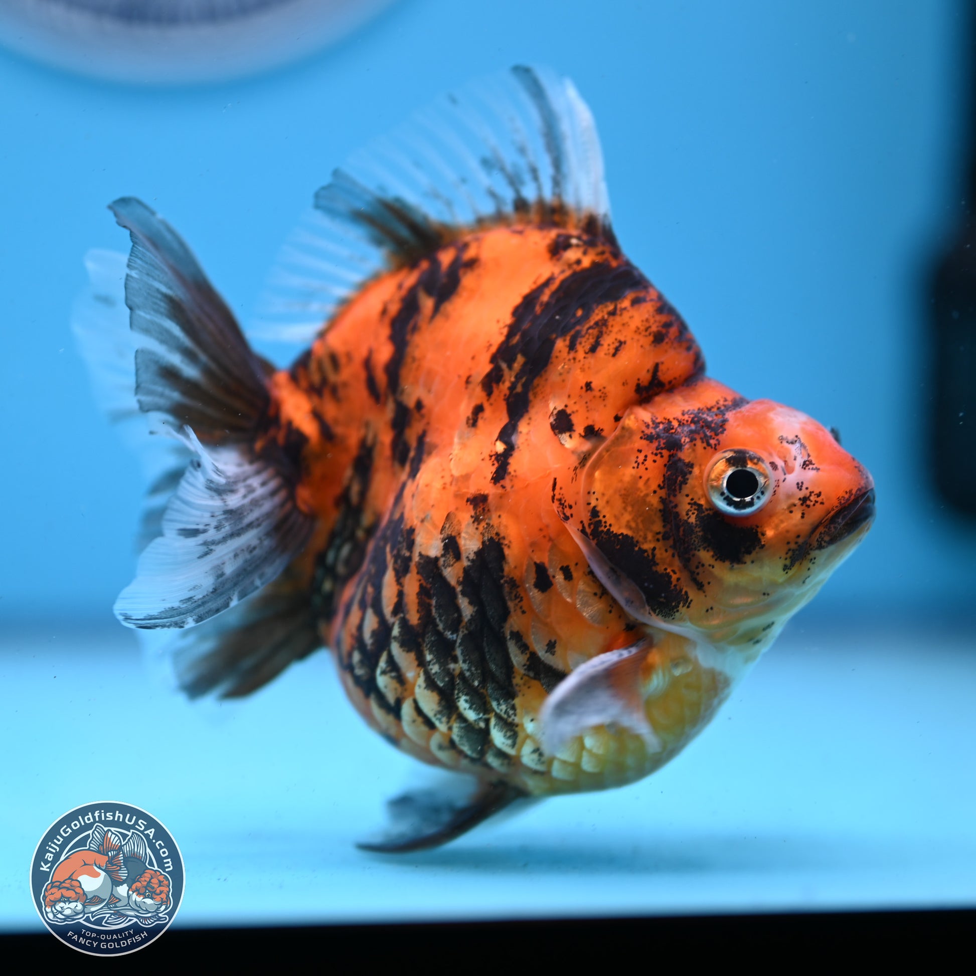 Tiger Ryukin 4-4.5 inches (240927_RY01) - Kaiju Goldfish USA