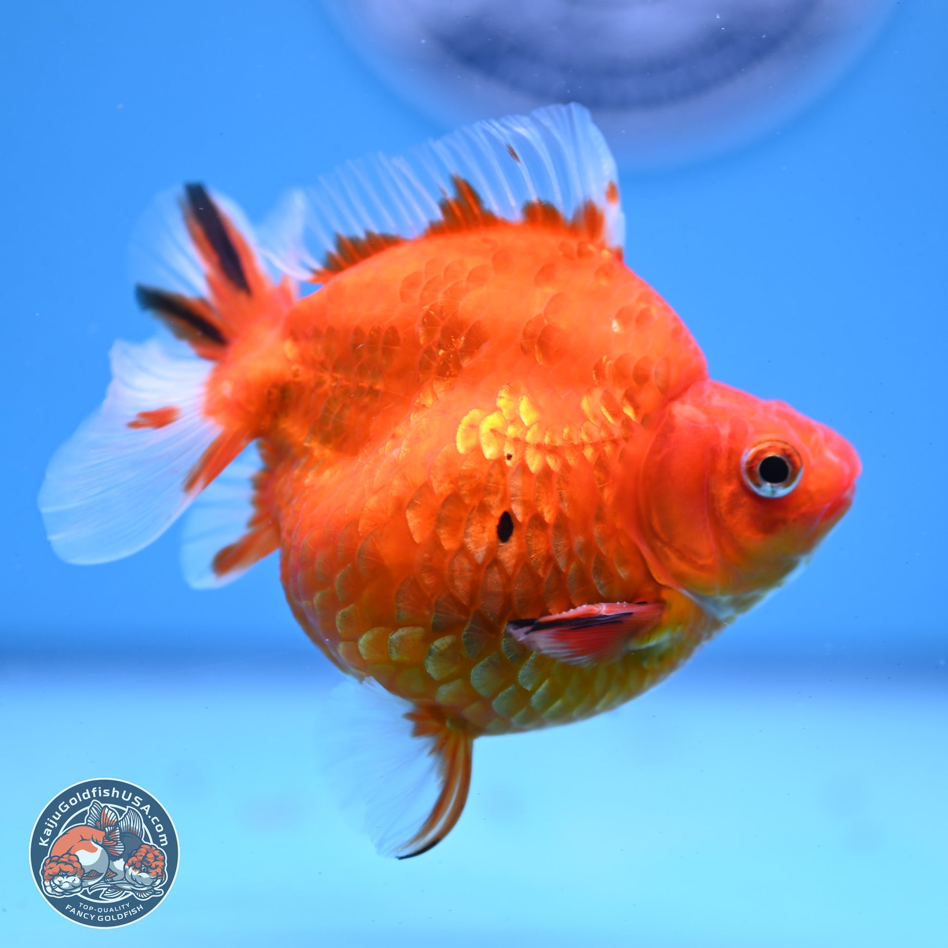 Gold Coin Ryukin 4-4.5 inches (240920_RY01) - Kaiju Goldfish USA