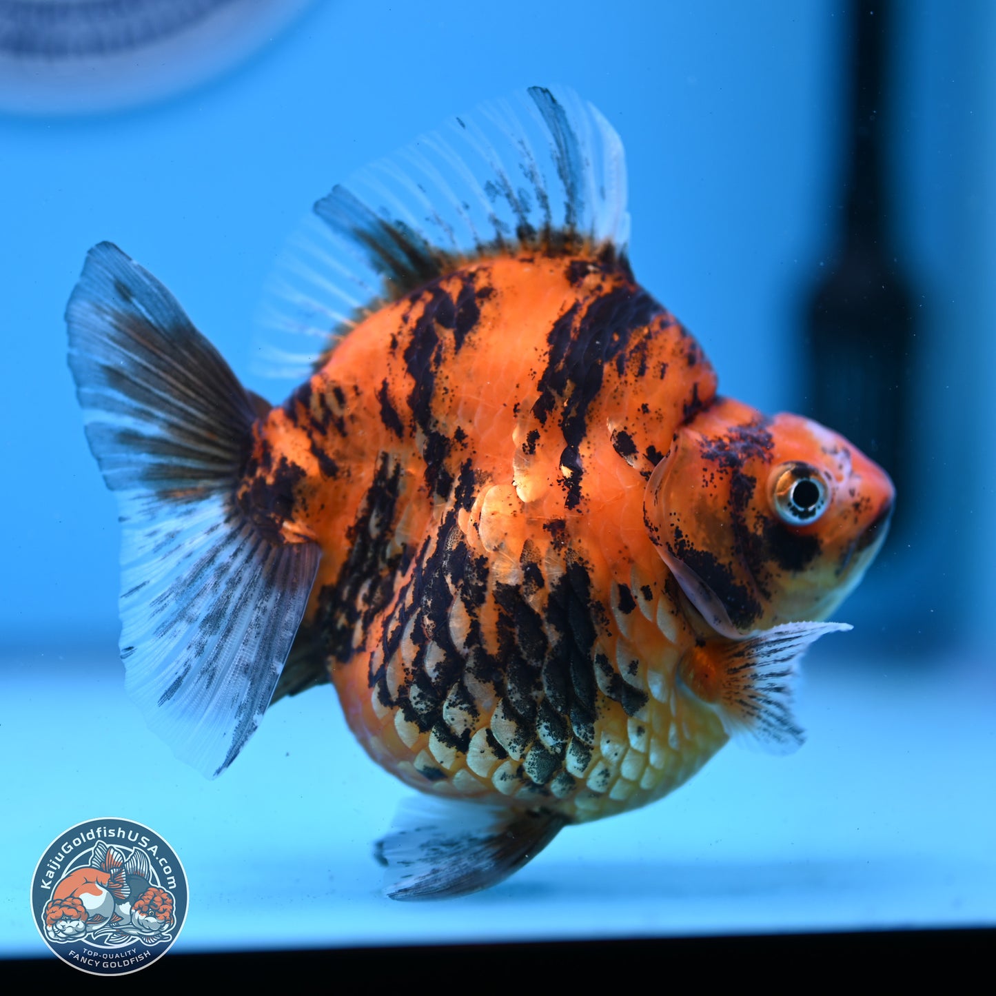 Tiger Ryukin 4-4.5 inches (240927_RY01) - Kaiju Goldfish USA