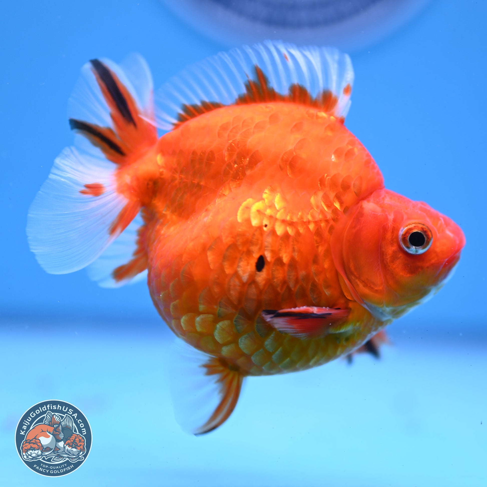 Gold Coin Ryukin 4-4.5 inches (240920_RY01) - Kaiju Goldfish USA