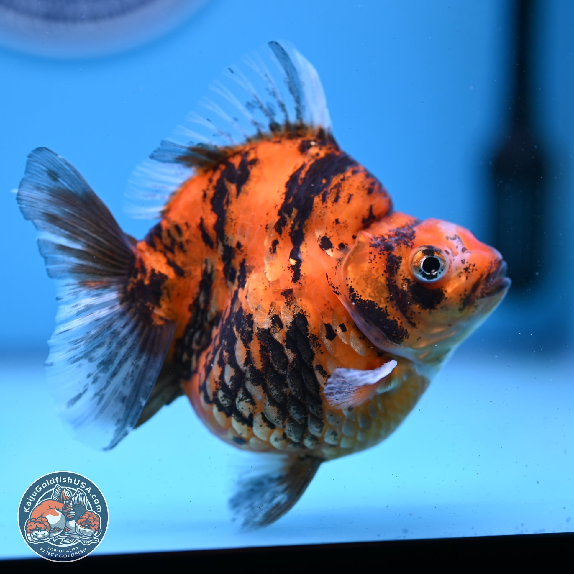 Tiger Ryukin 4-4.5 inches (240927_RY01) - Kaiju Goldfish USA