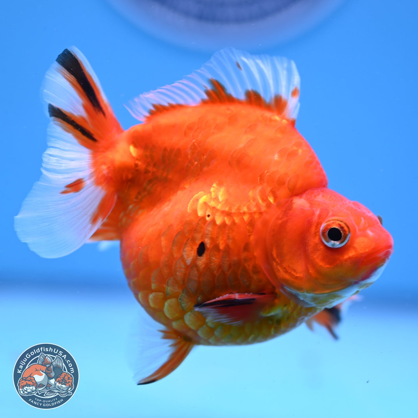 Gold Coin Ryukin 4-4.5 inches (240920_RY01) - Kaiju Goldfish USA