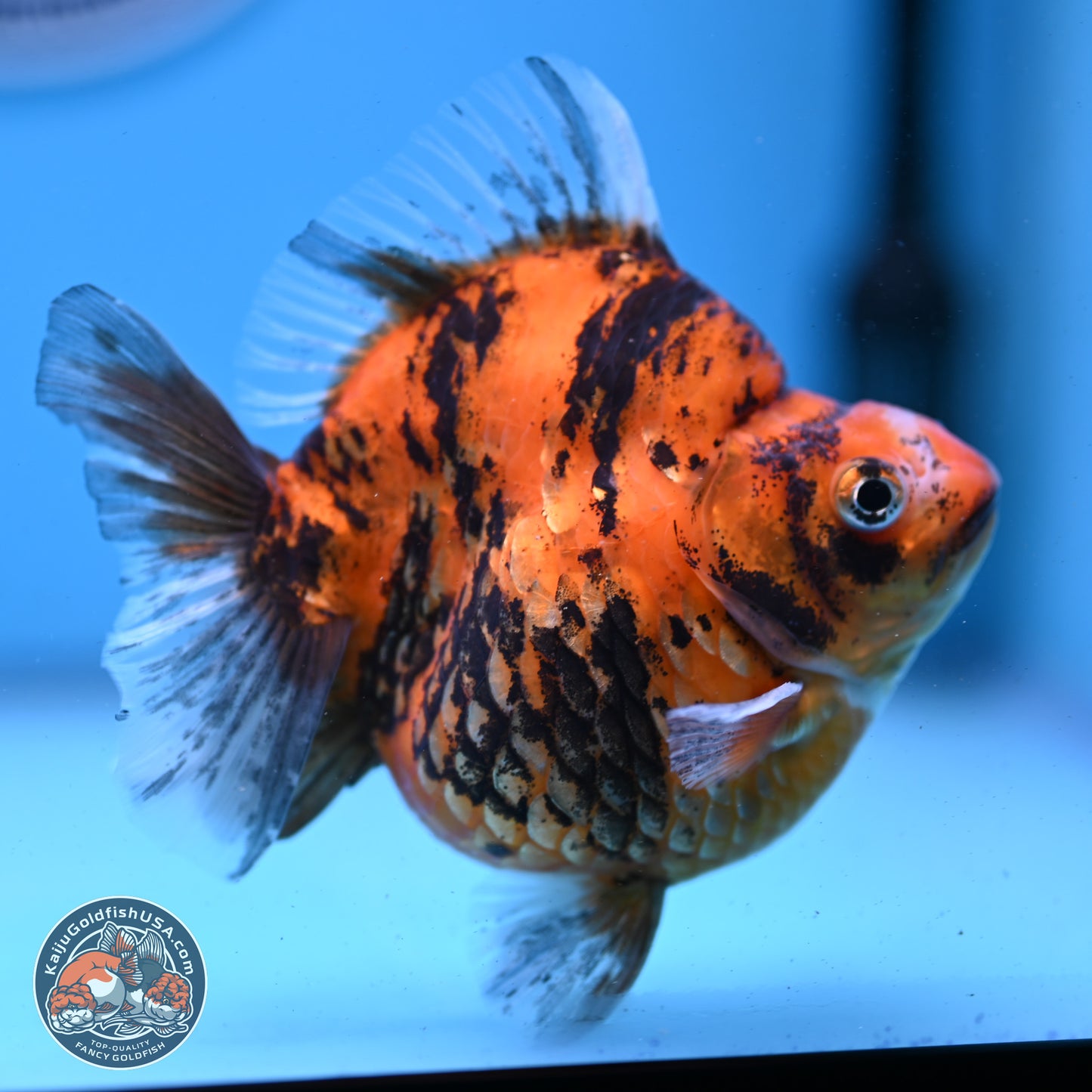 Tiger Ryukin 4-4.5 inches (240927_RY01) - Kaiju Goldfish USA