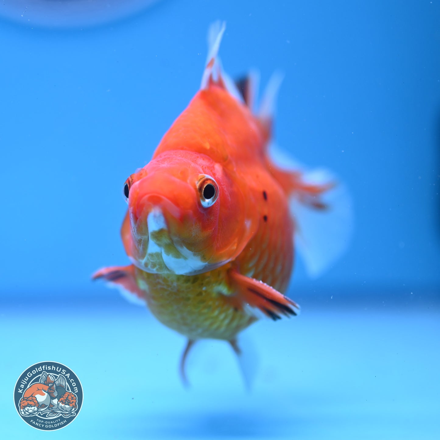 Gold Coin Ryukin 4-4.5 inches (240920_RY01) - Kaiju Goldfish USA