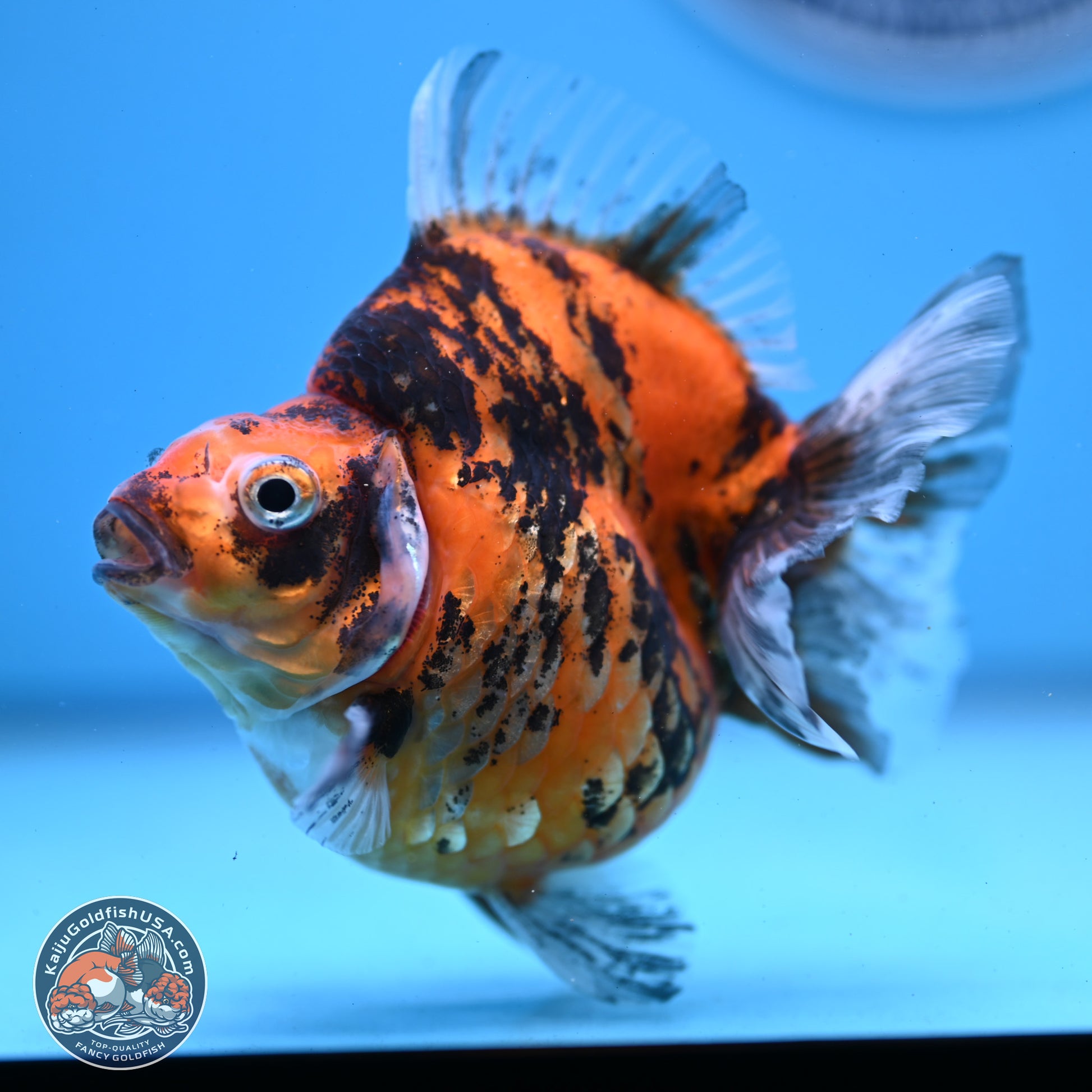 Tiger Ryukin 4-4.5 inches (240927_RY01) - Kaiju Goldfish USA