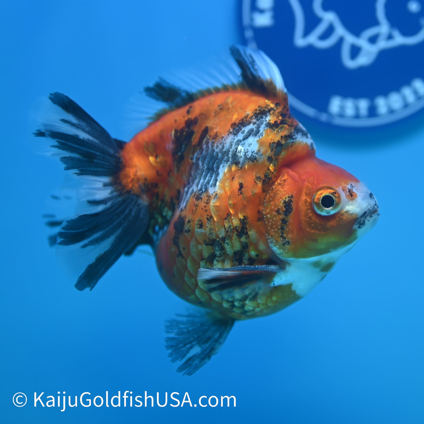 Jumbo Wide Tail Calico Ryukin 5-5.5 inches (240329_RY01) - Kaiju Goldfish USA