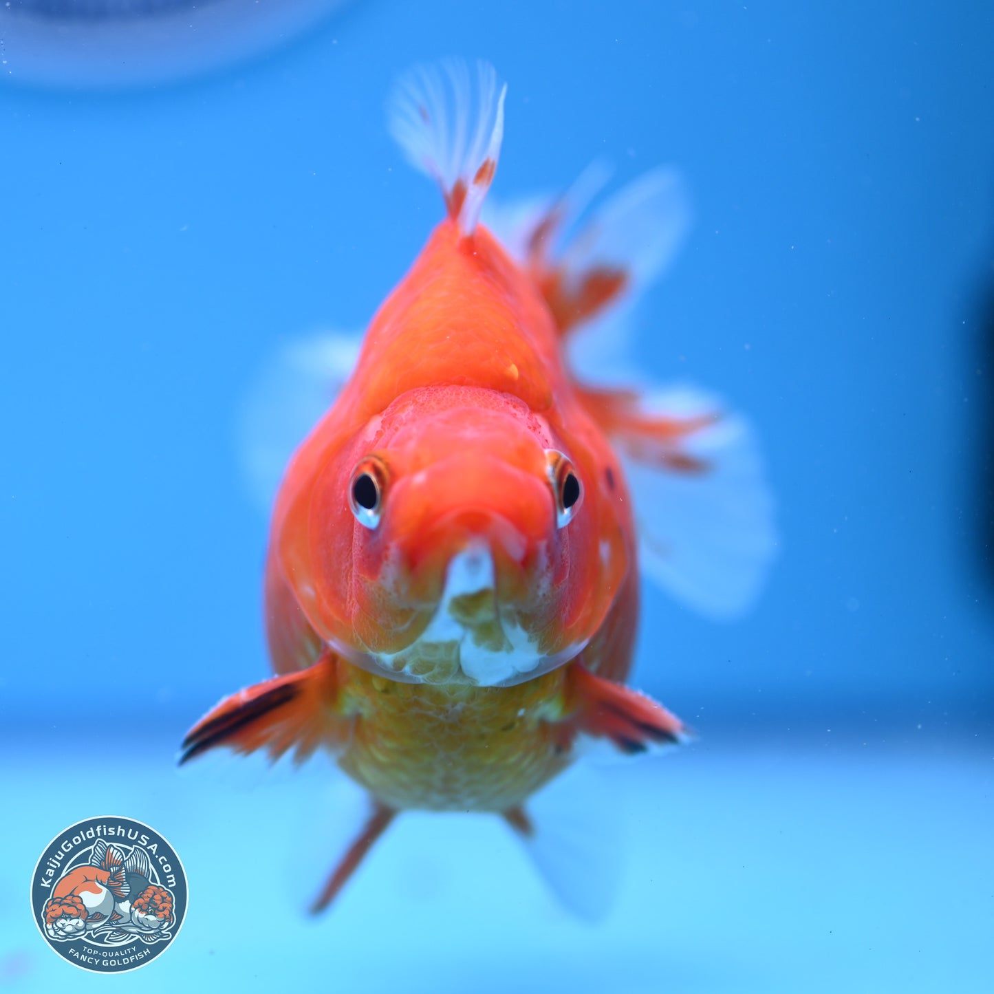 Gold Coin Ryukin 4-4.5 inches (240920_RY01) - Kaiju Goldfish USA