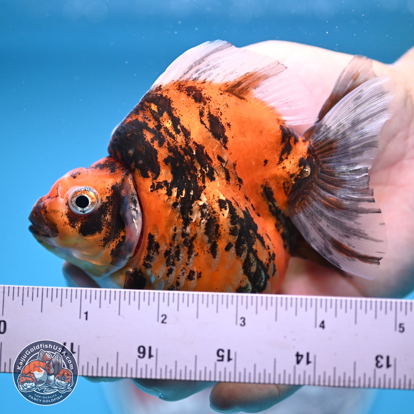 Tiger Ryukin 4-4.5 inches (240927_RY01) - Kaiju Goldfish USA