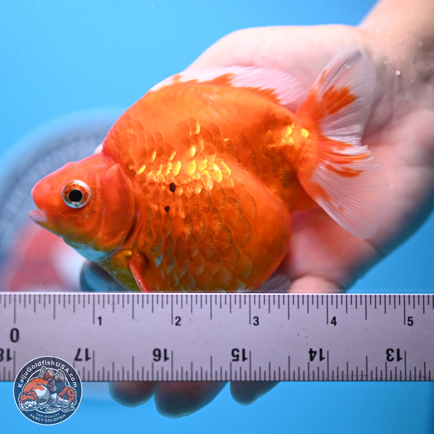 Gold Coin Ryukin 4-4.5 inches (240920_RY01) - Kaiju Goldfish USA