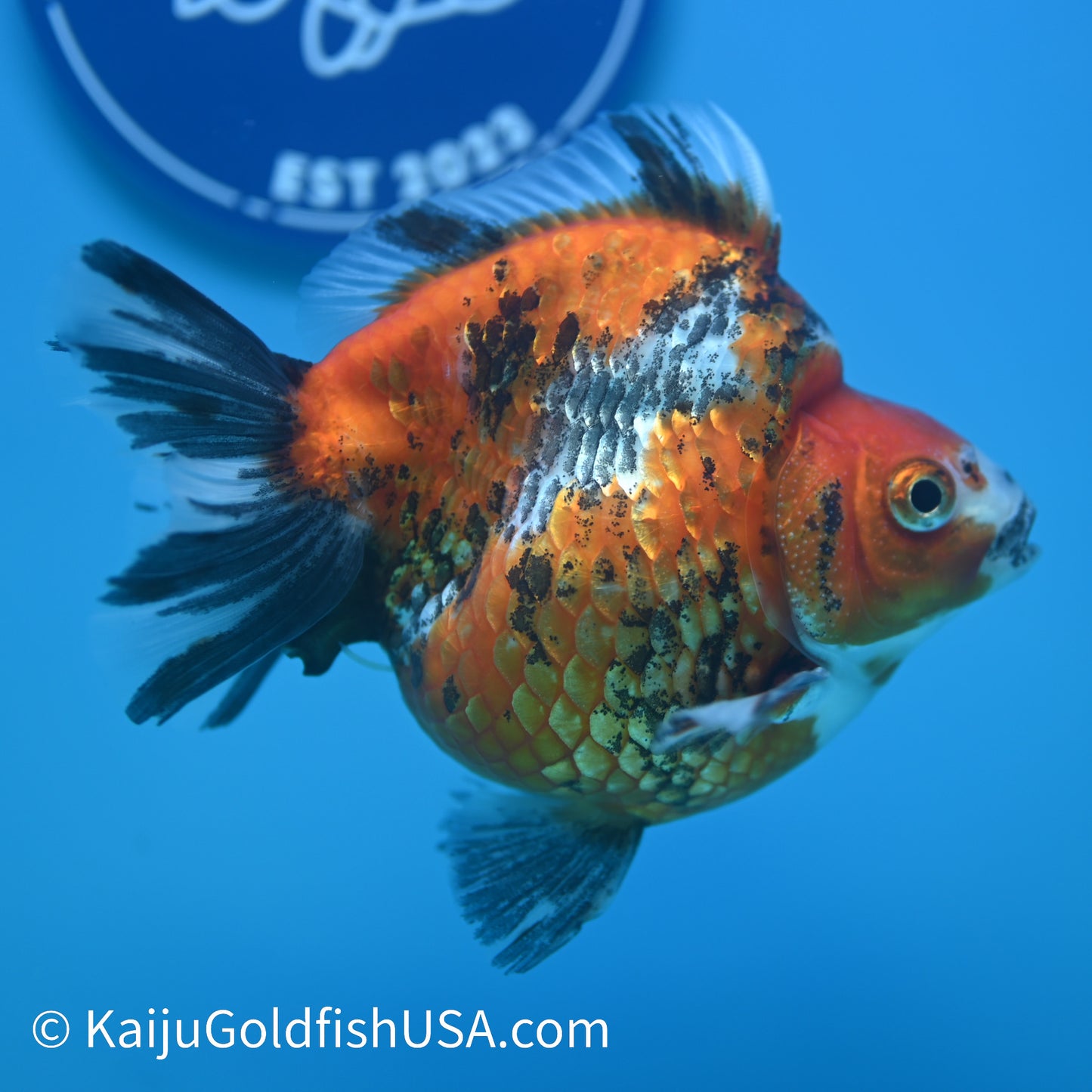 Jumbo Wide Tail Calico Ryukin 5-5.5 inches (240329_RY01) - Kaiju Goldfish USA