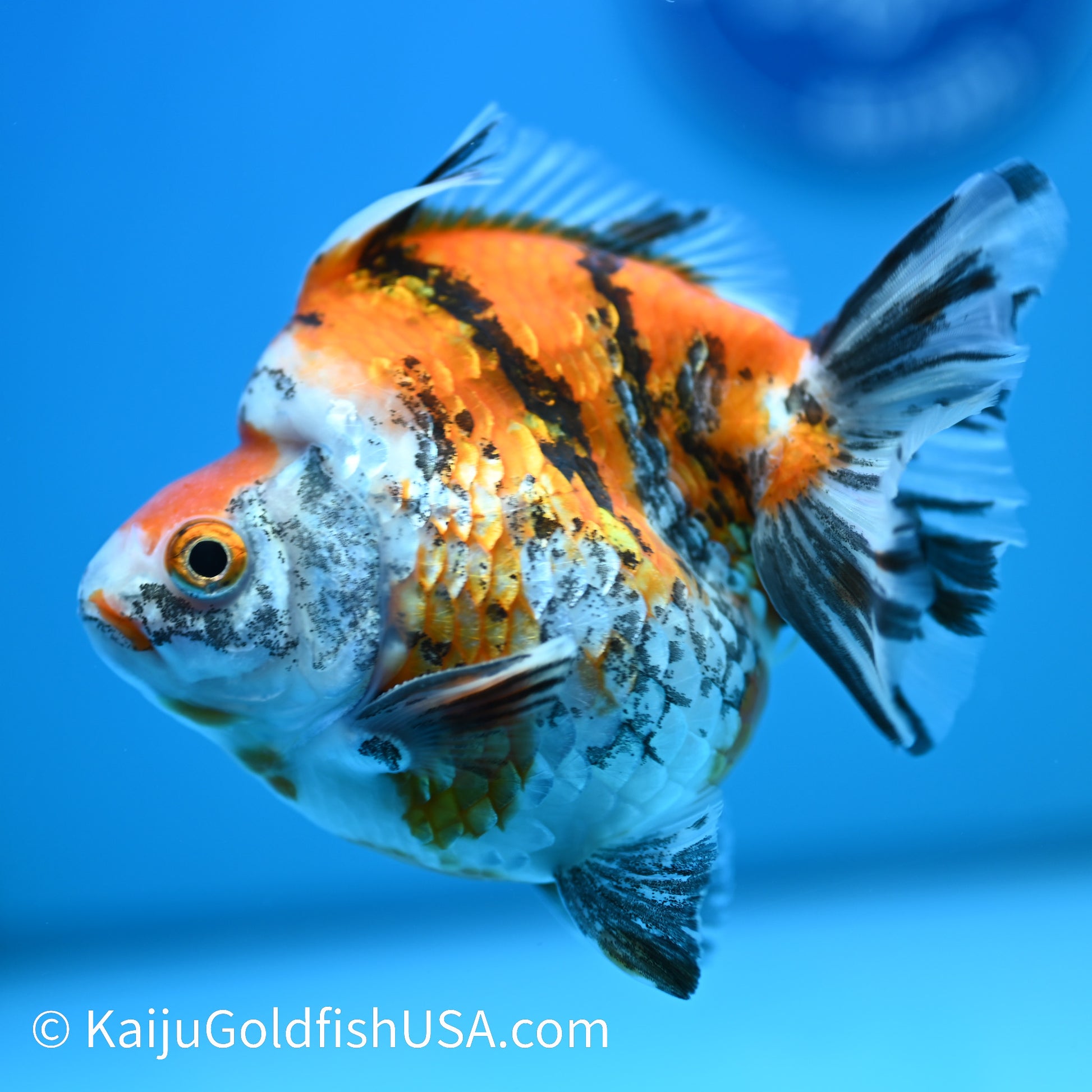 Jumbo Wide Tail Calico Ryukin 5-5.5 inches (240329_RY01) - Kaiju Goldfish USA