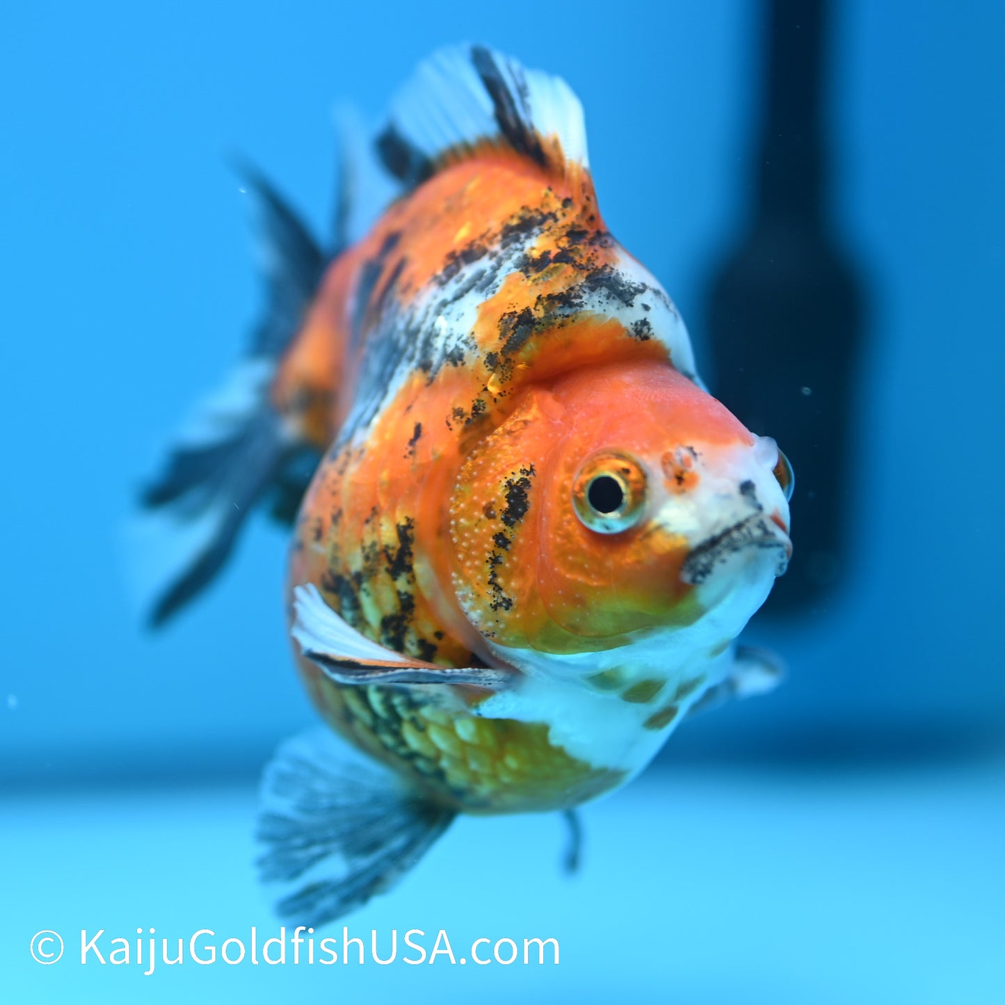 Jumbo Wide Tail Calico Ryukin 5-5.5 inches (240329_RY01) - Kaiju Goldfish USA