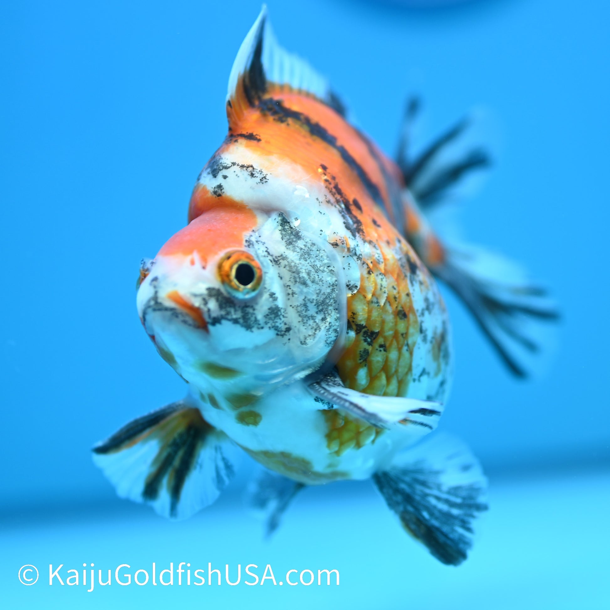 Jumbo Wide Tail Calico Ryukin 5-5.5 inches (240329_RY01) - Kaiju Goldfish USA